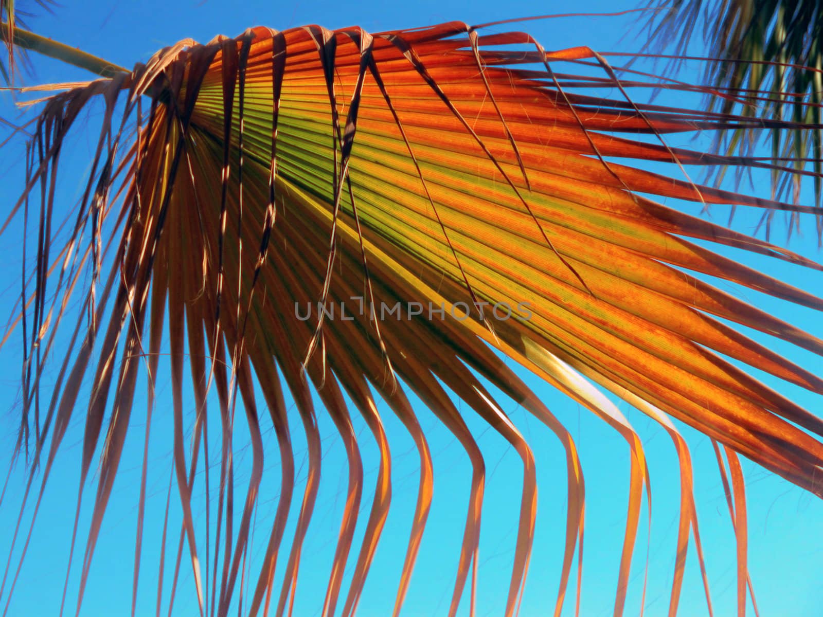  palms leaf by DLida