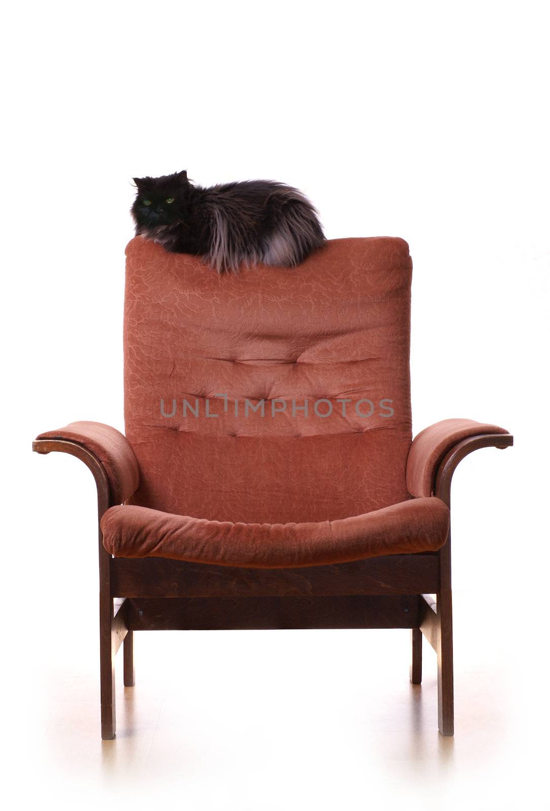 Big fat cat in on luxury armchair isolated on white                   