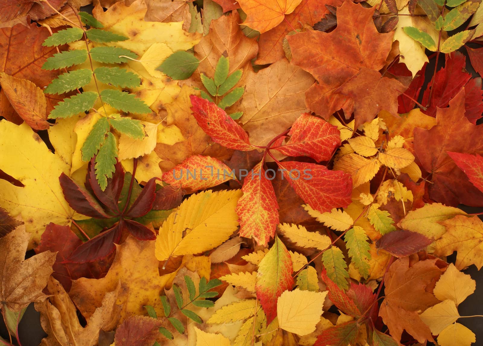 Colorful background of fallen autumn leaves  