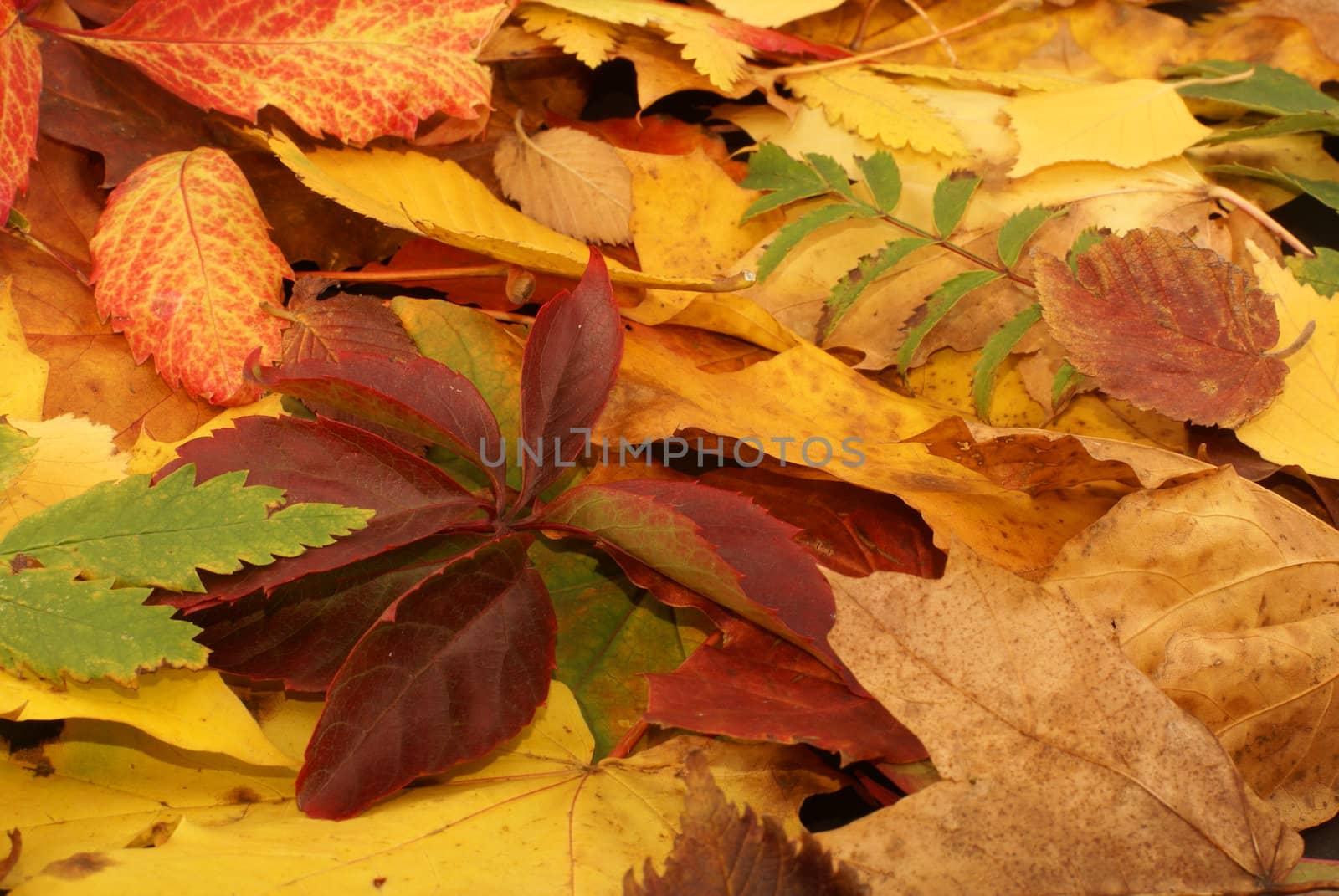 Colorful background of fallen autumn leaves  