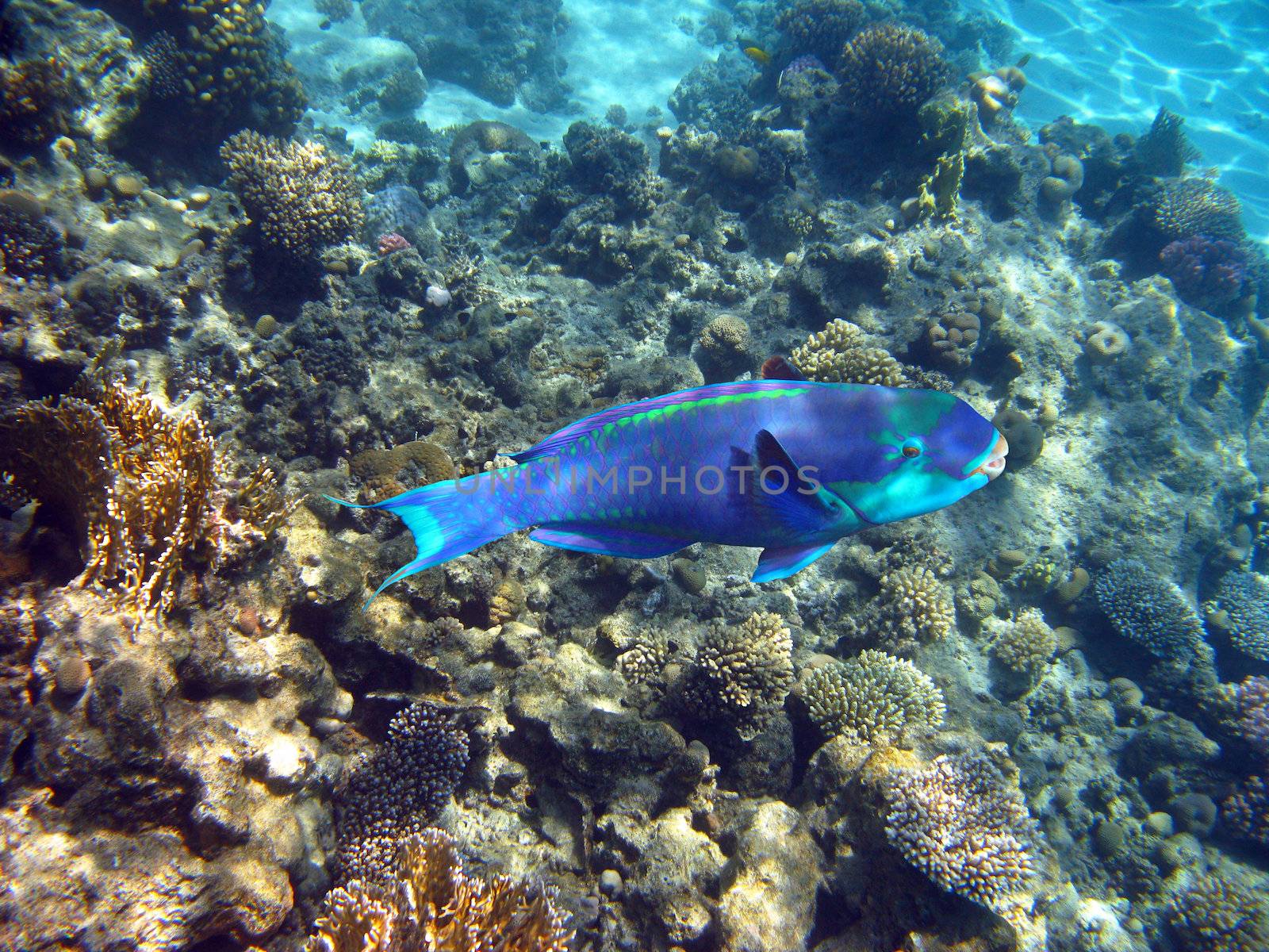 Parrot fish by vintrom