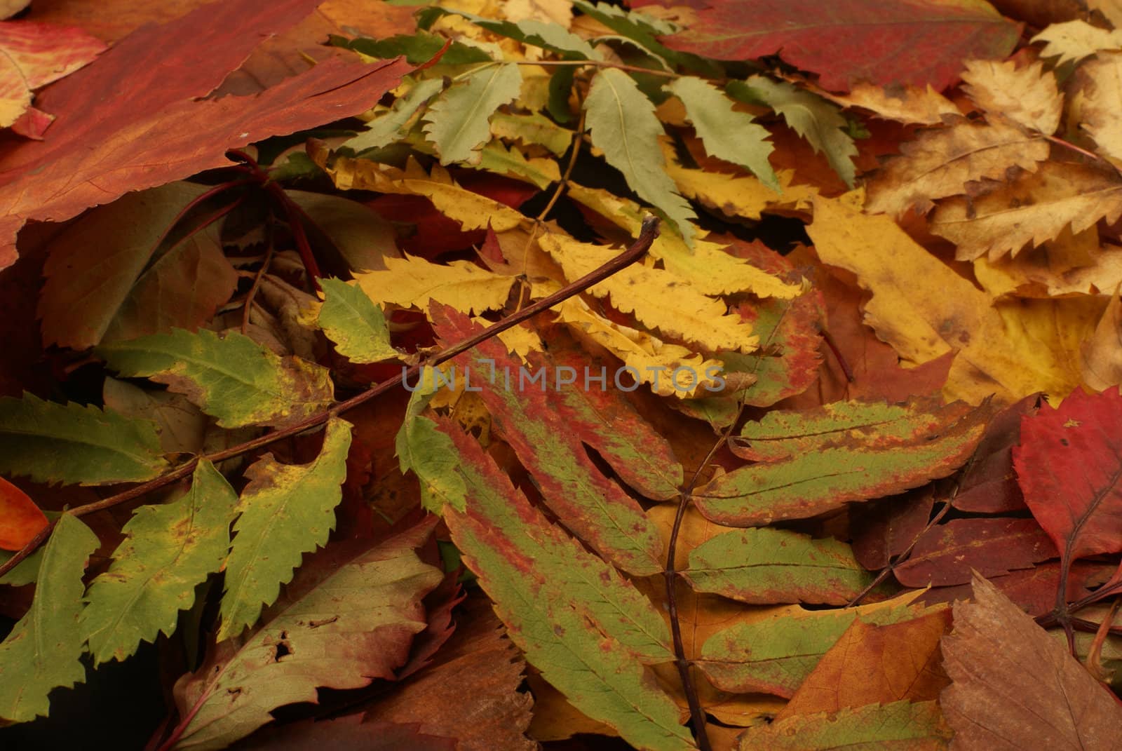 Colorful background of fallen autumn leaves  
