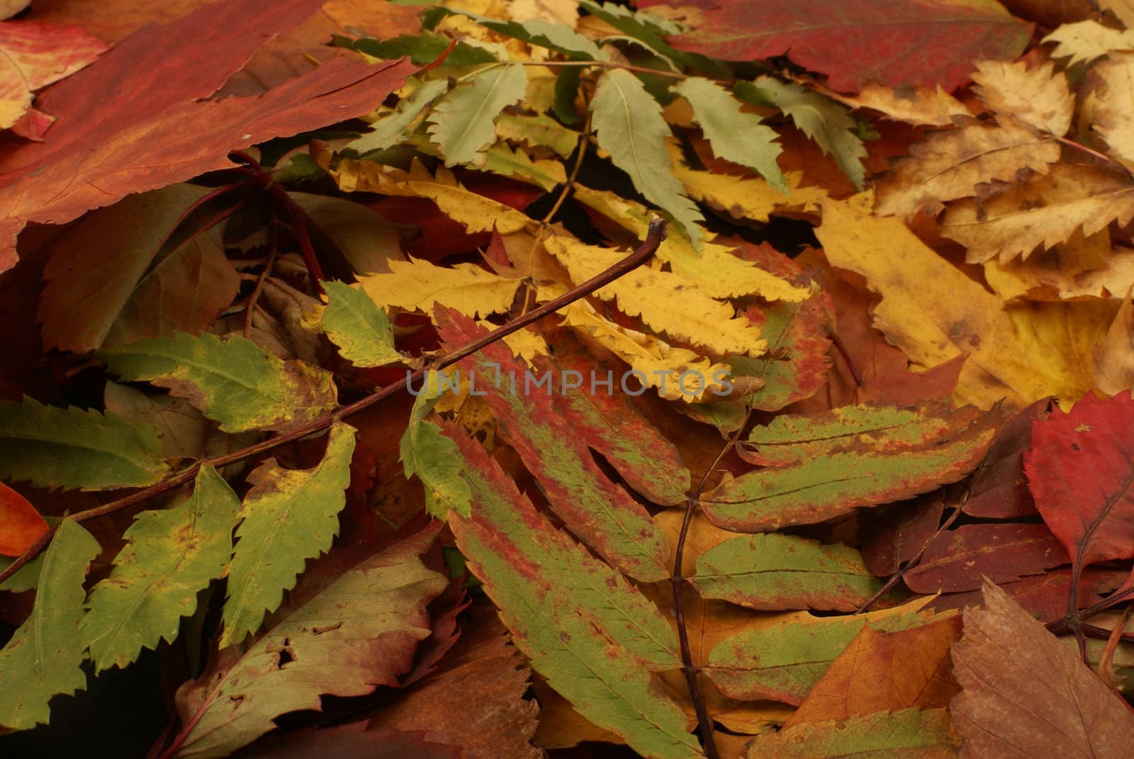 Colorful background of fallen autumn leaves  