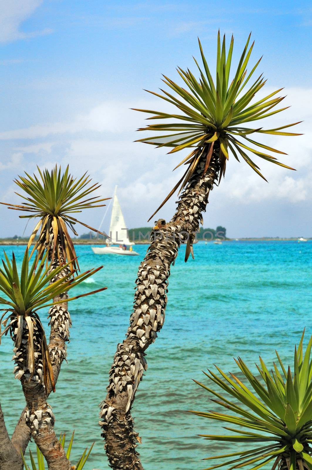 View of plants against the sea with a sailboat