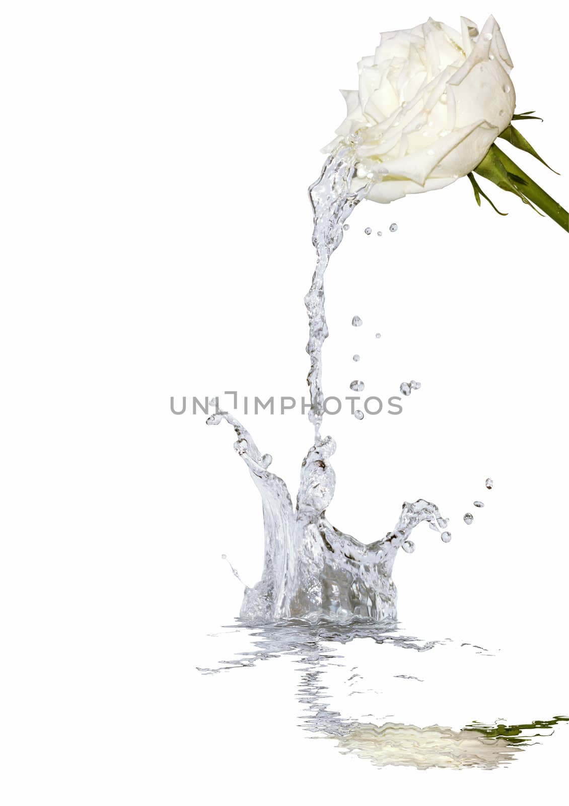 Abstract background with rose and splashing water. Isolated on white with clipping path