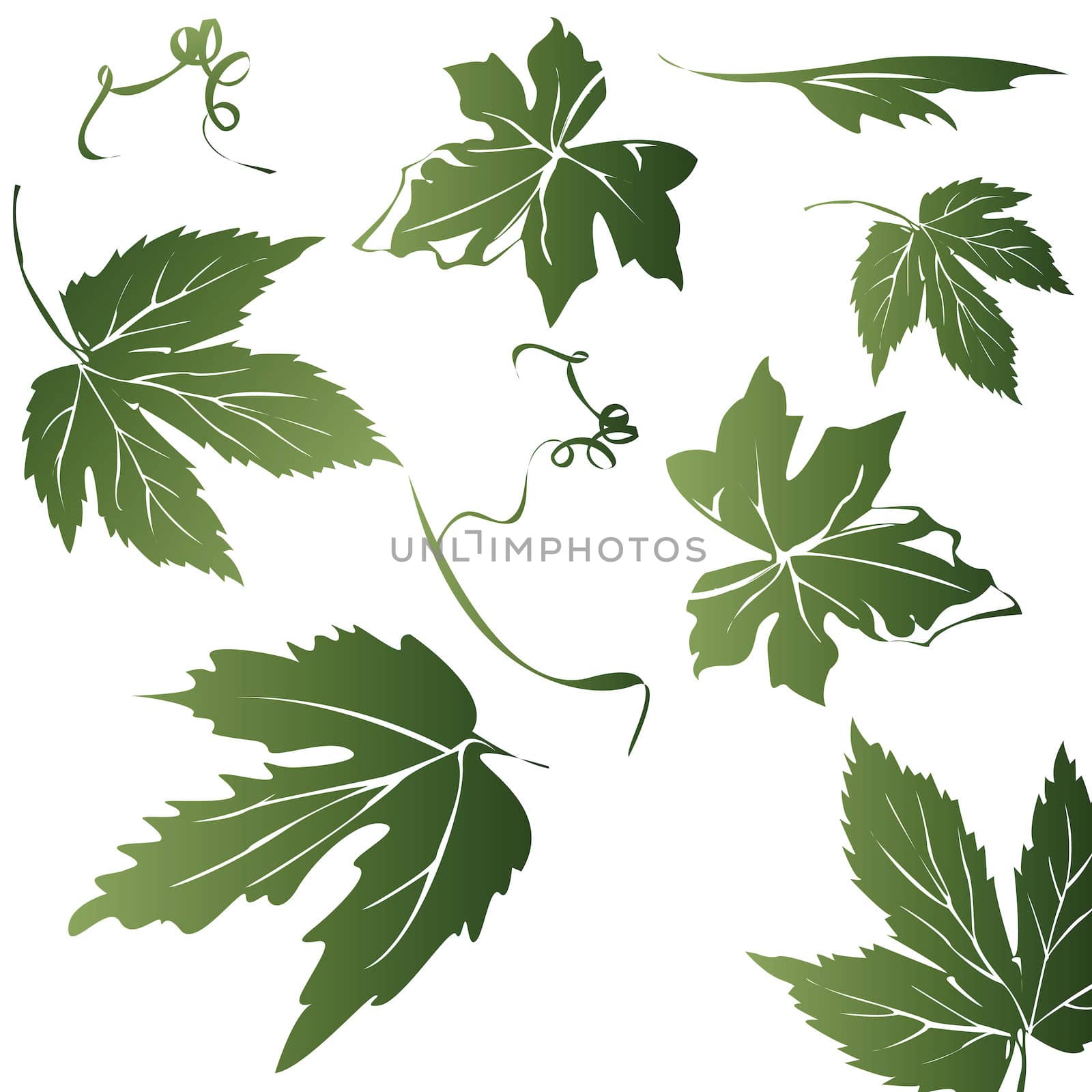 grapevine leaves silhouettes- elements for design