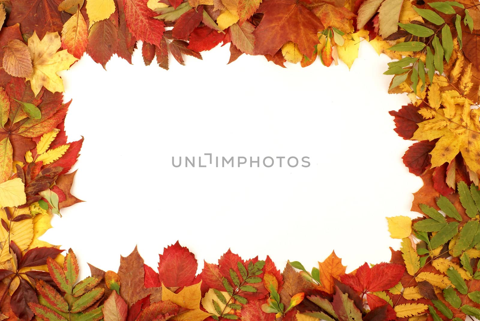 Colorful frame of fallen autumn leaves  
