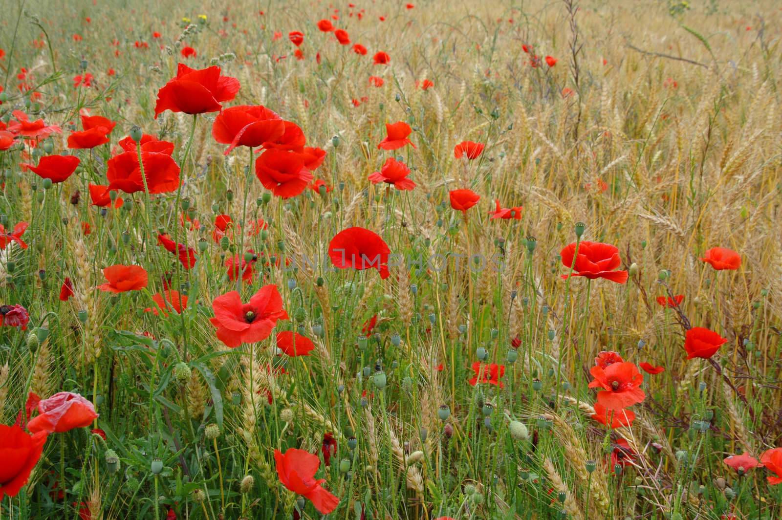 weath and poppies in corrubedo