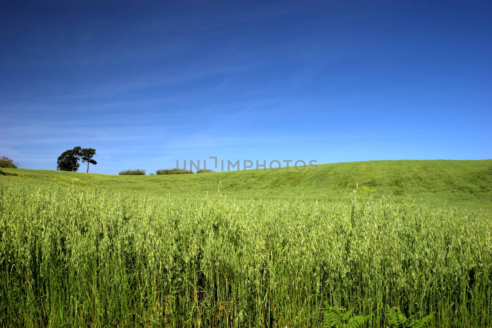 Green field landscape by Iko