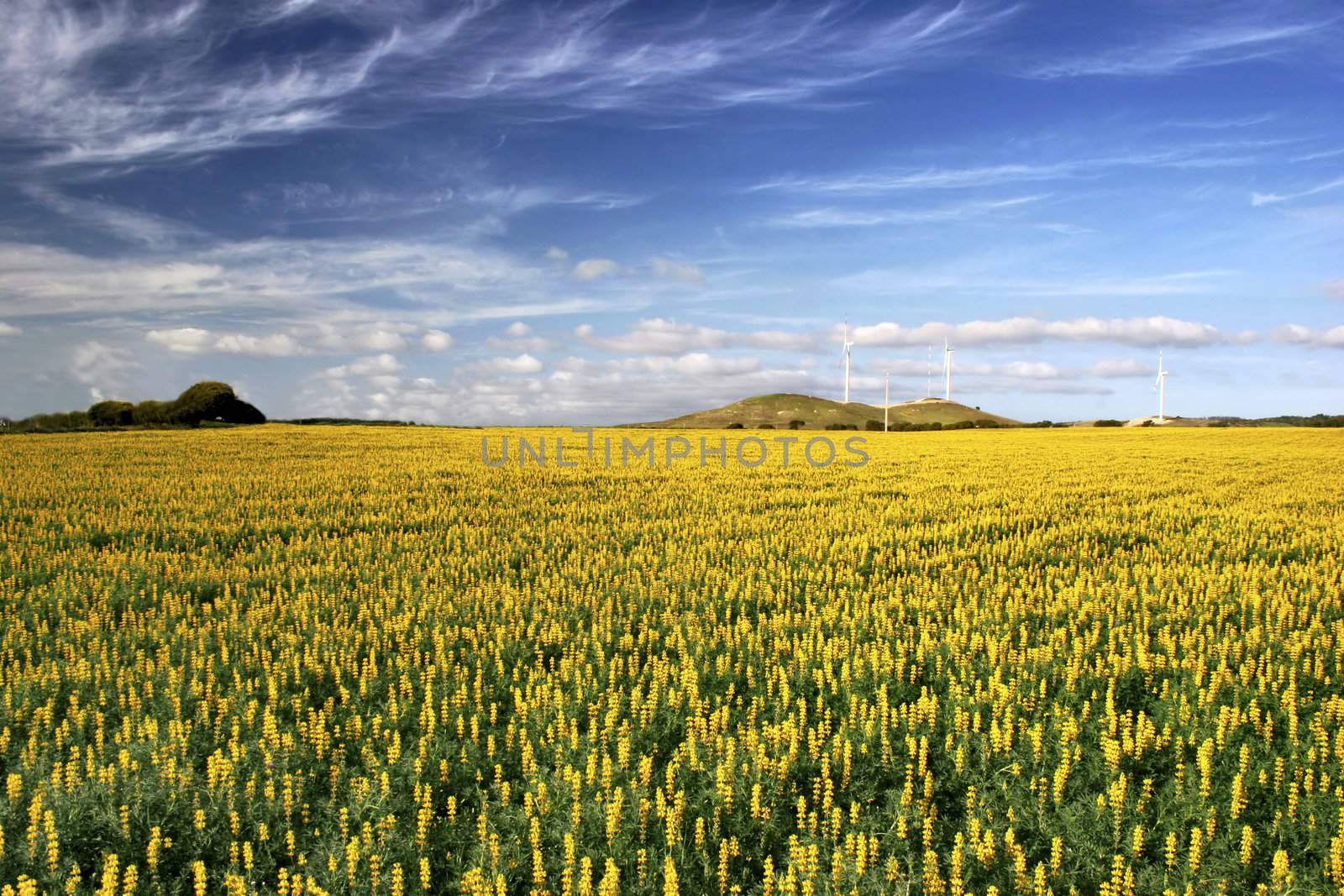 Yellow flowery landscape with a great ble cloudy sky
