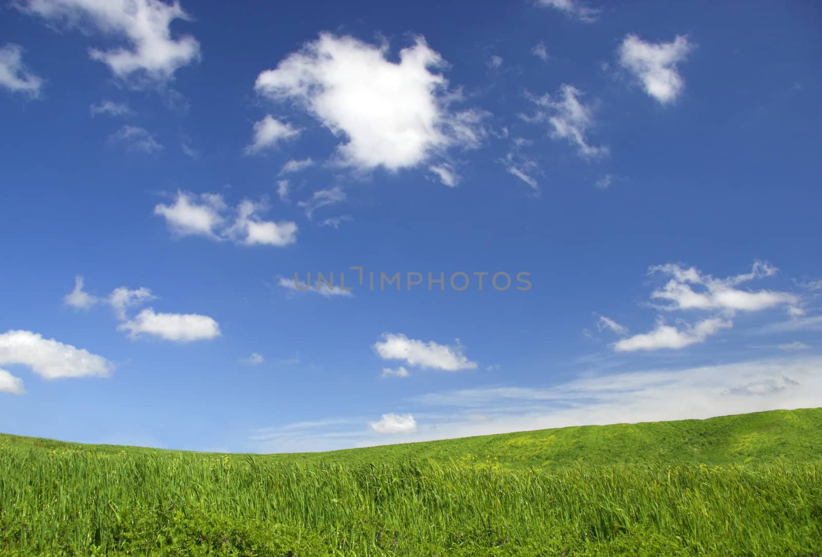 Green field landscape by Iko