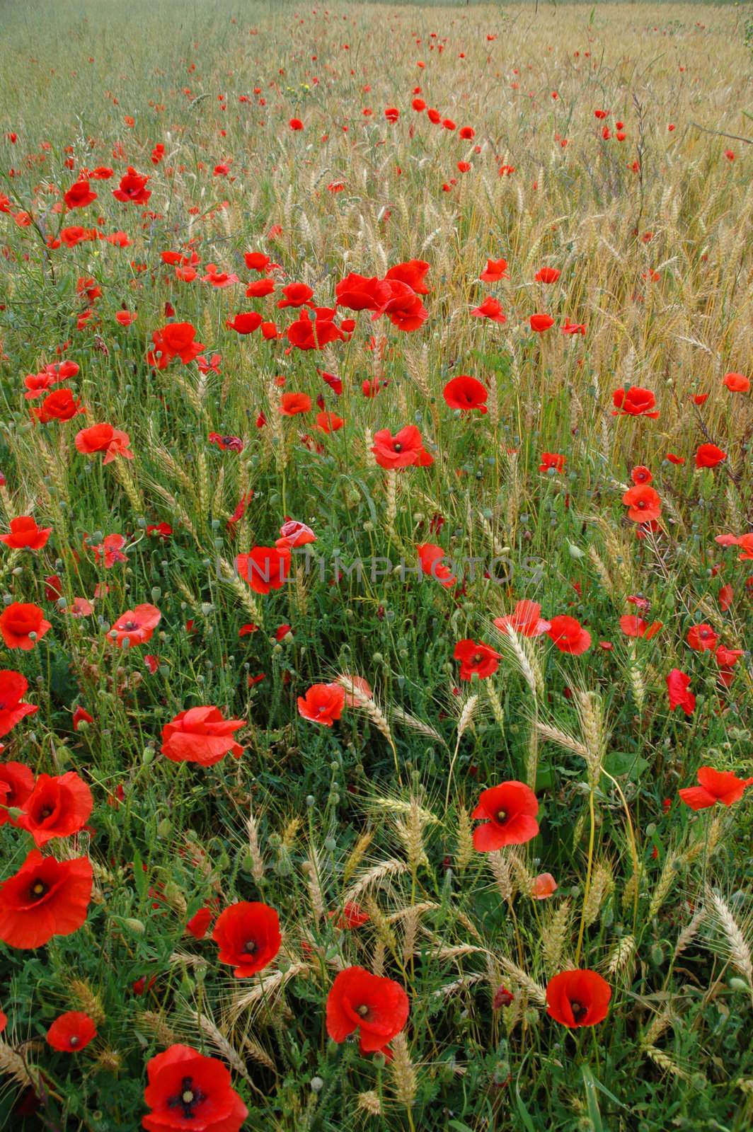 weath and poppies in corrubedo