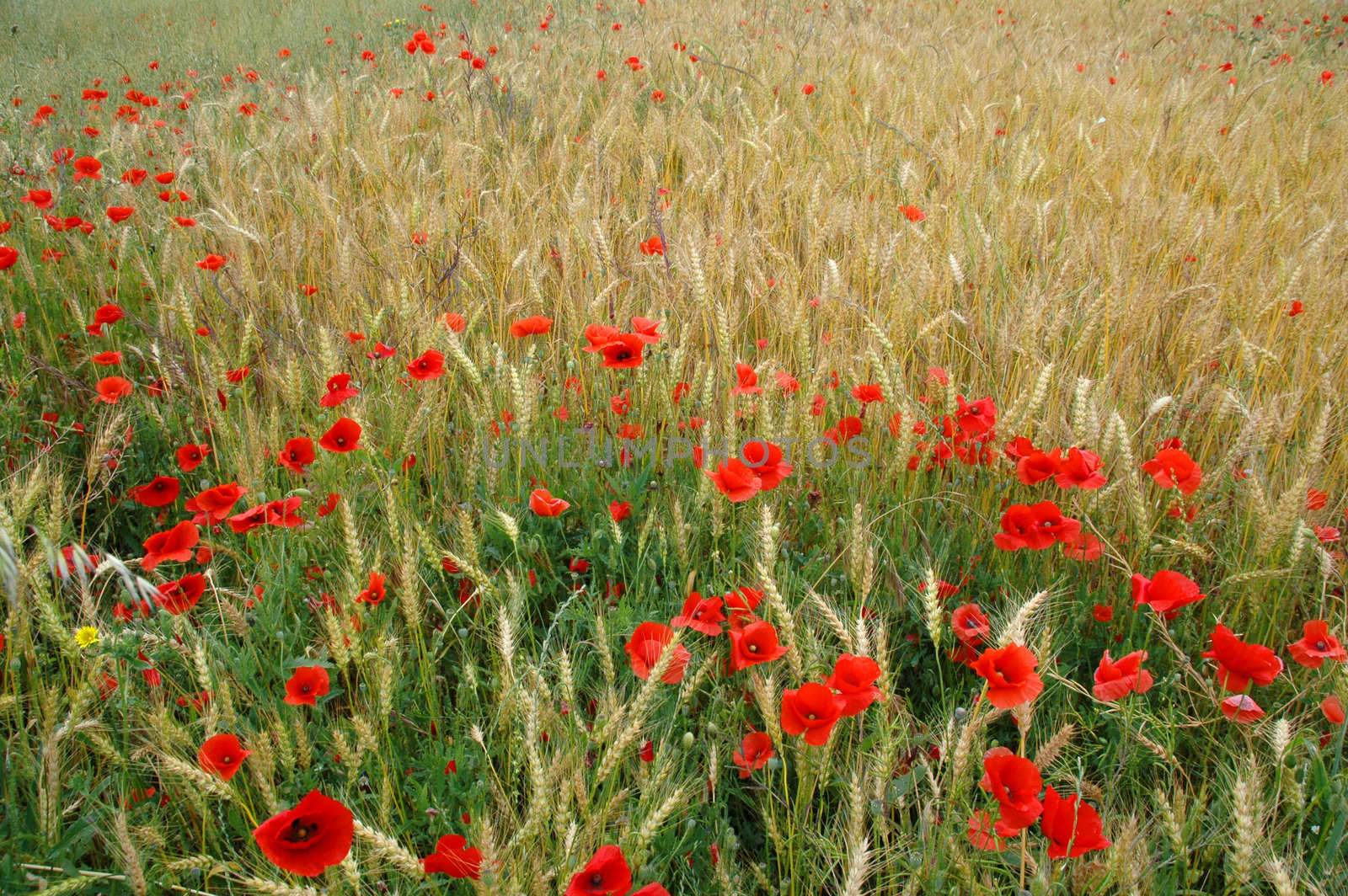 weath and poppies in corrubedo