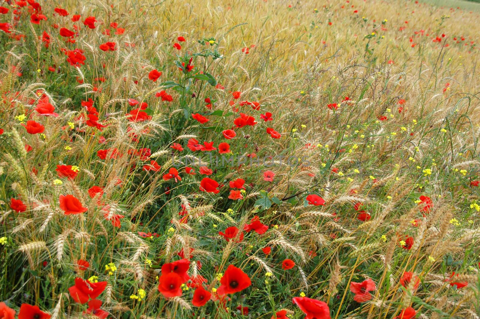 weath and poppies in corrubedo