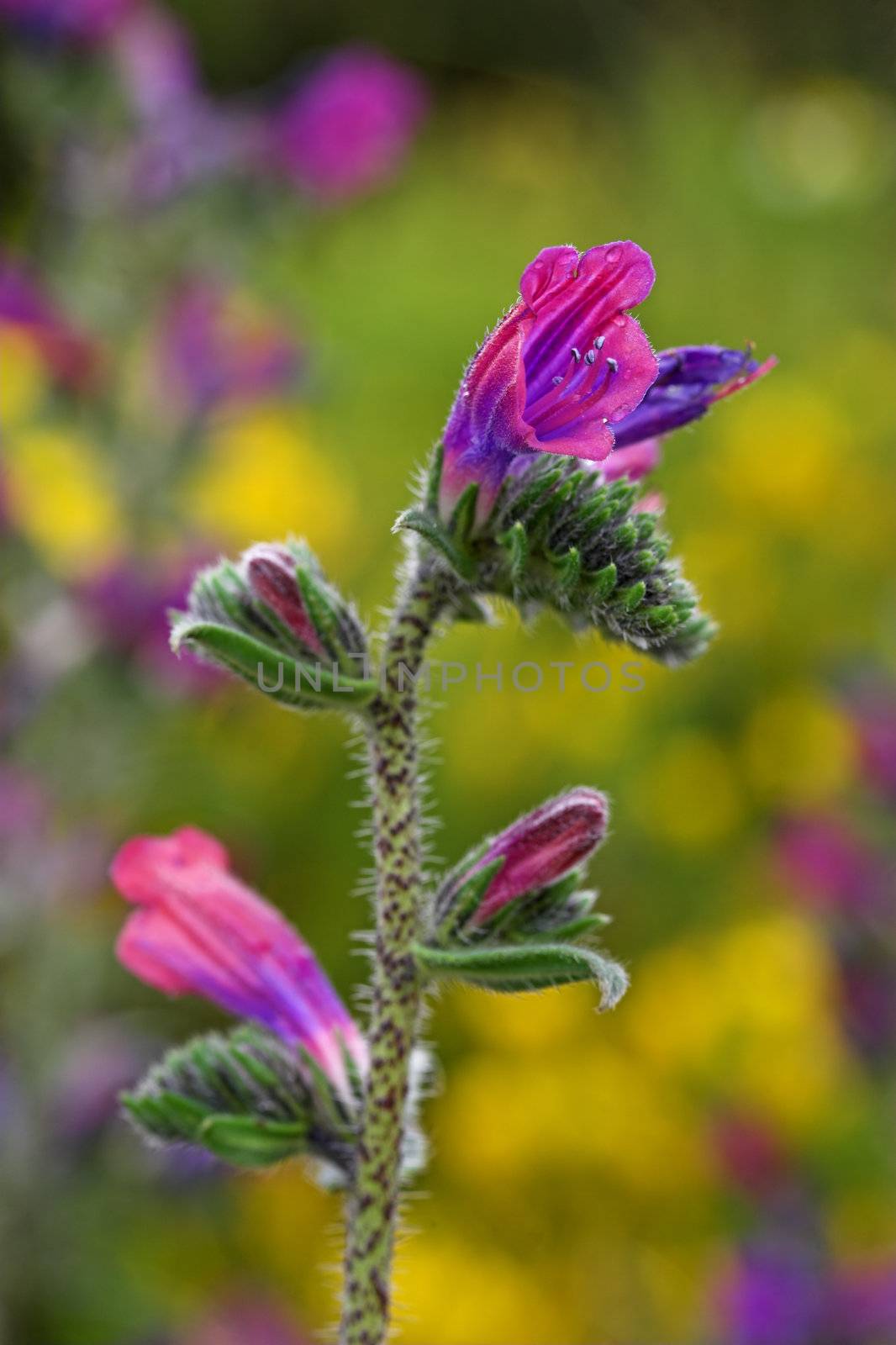 Picture of a beautiful field with purple wild flowers