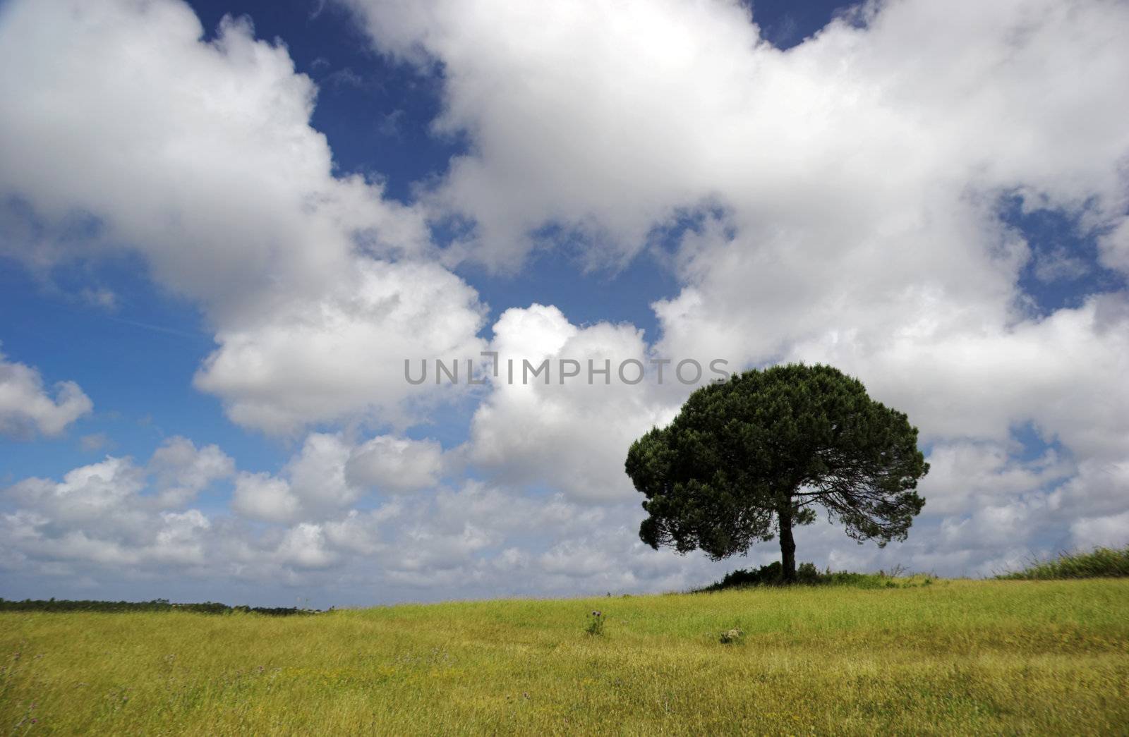 Landscape of a green meadow with a beautiful blue sky and a tree