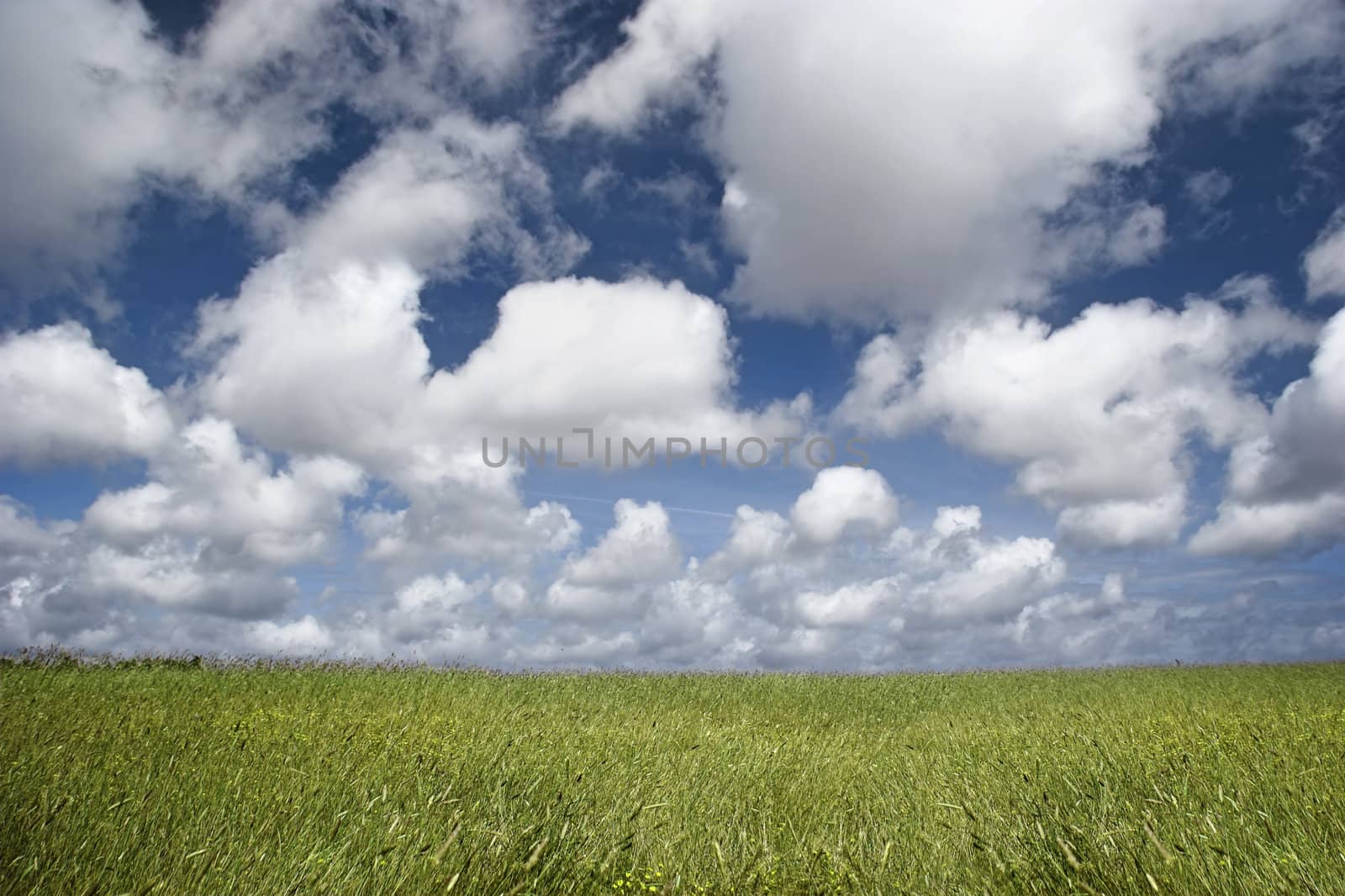 Landscape of a green meadow with a beautiful blue sky