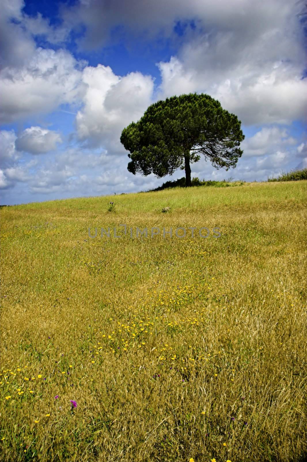 Landscape of a meadow with a beautiful blue sky
