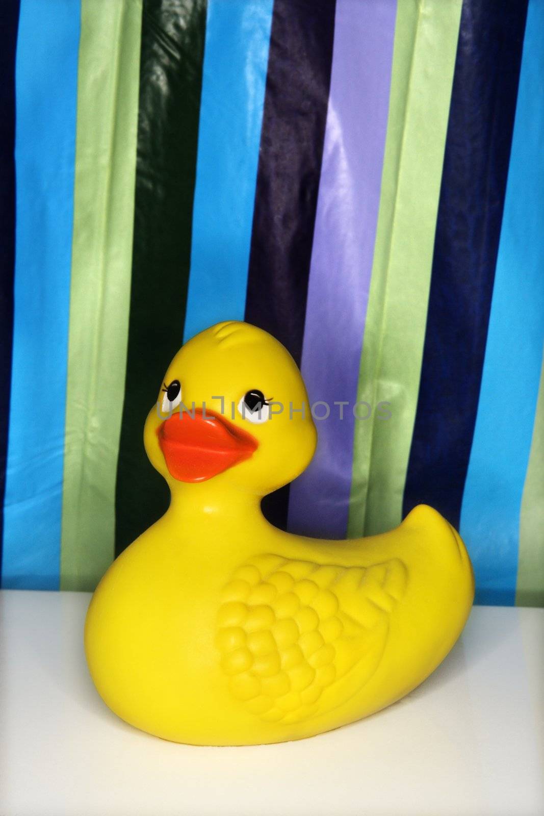 Still life shot of a rubber ducky with a striped shower curtain in background.