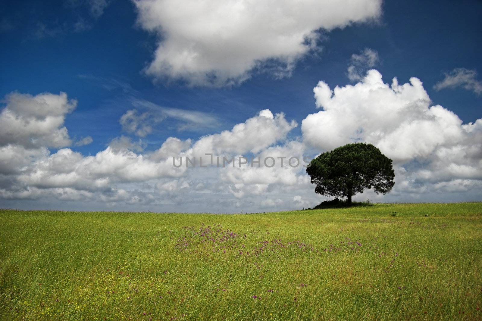 Green meadow with a beautiful blue sky and a tree