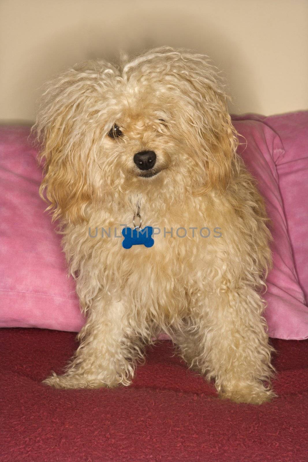 Portrait of mixed breed dog looking at viewer.