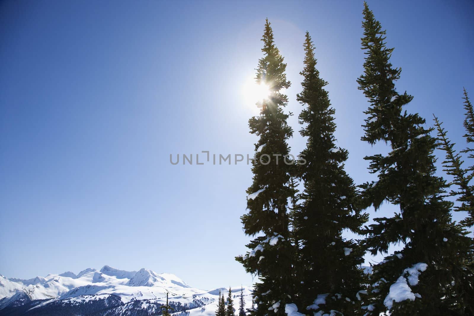 Mountain with pine trees.