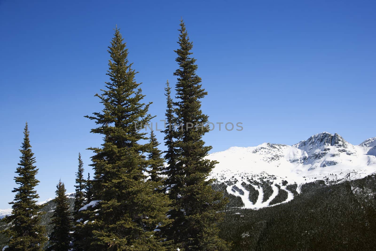 Scenic of pine trees and mountain ski trails.