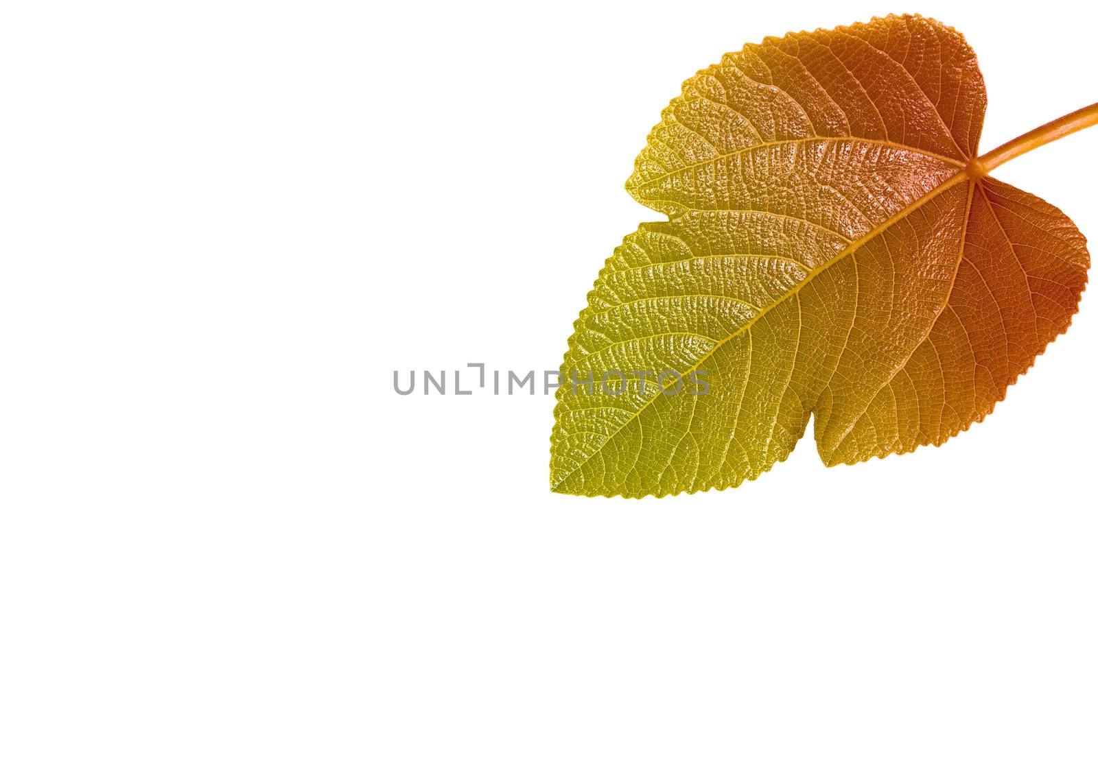 Leaf with color gradient isolated in a white background