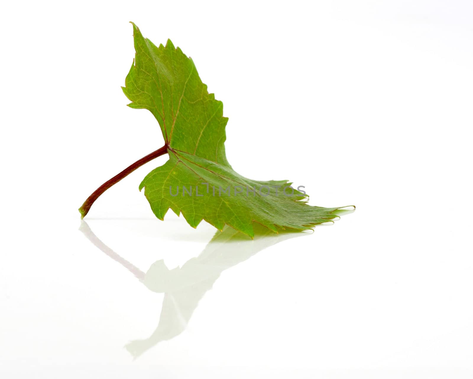 Green leaf in a white background with reflection by Iko