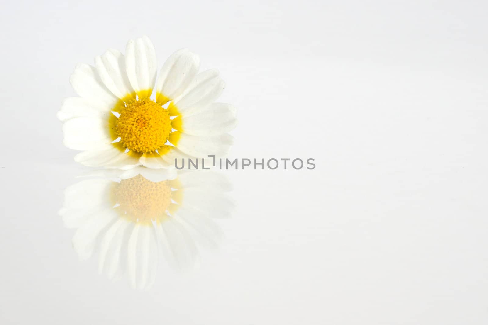 Daisy a white background with reflection by Iko