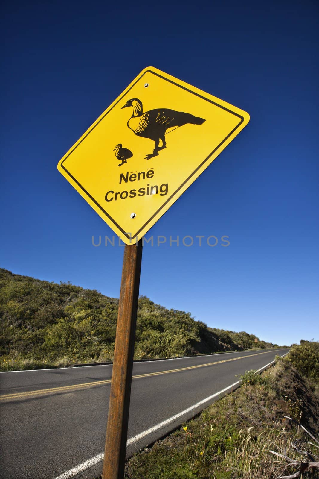 Animal crossing road sign.