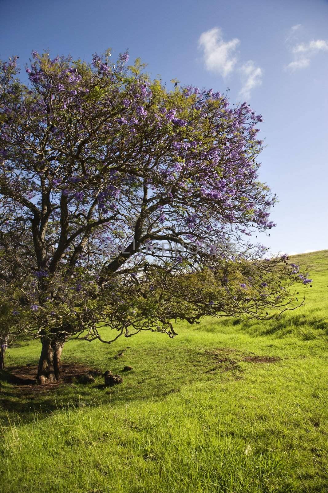 Jacaranda Tree blooming with purple flowers in field of green grass in Maui, Hawaii.