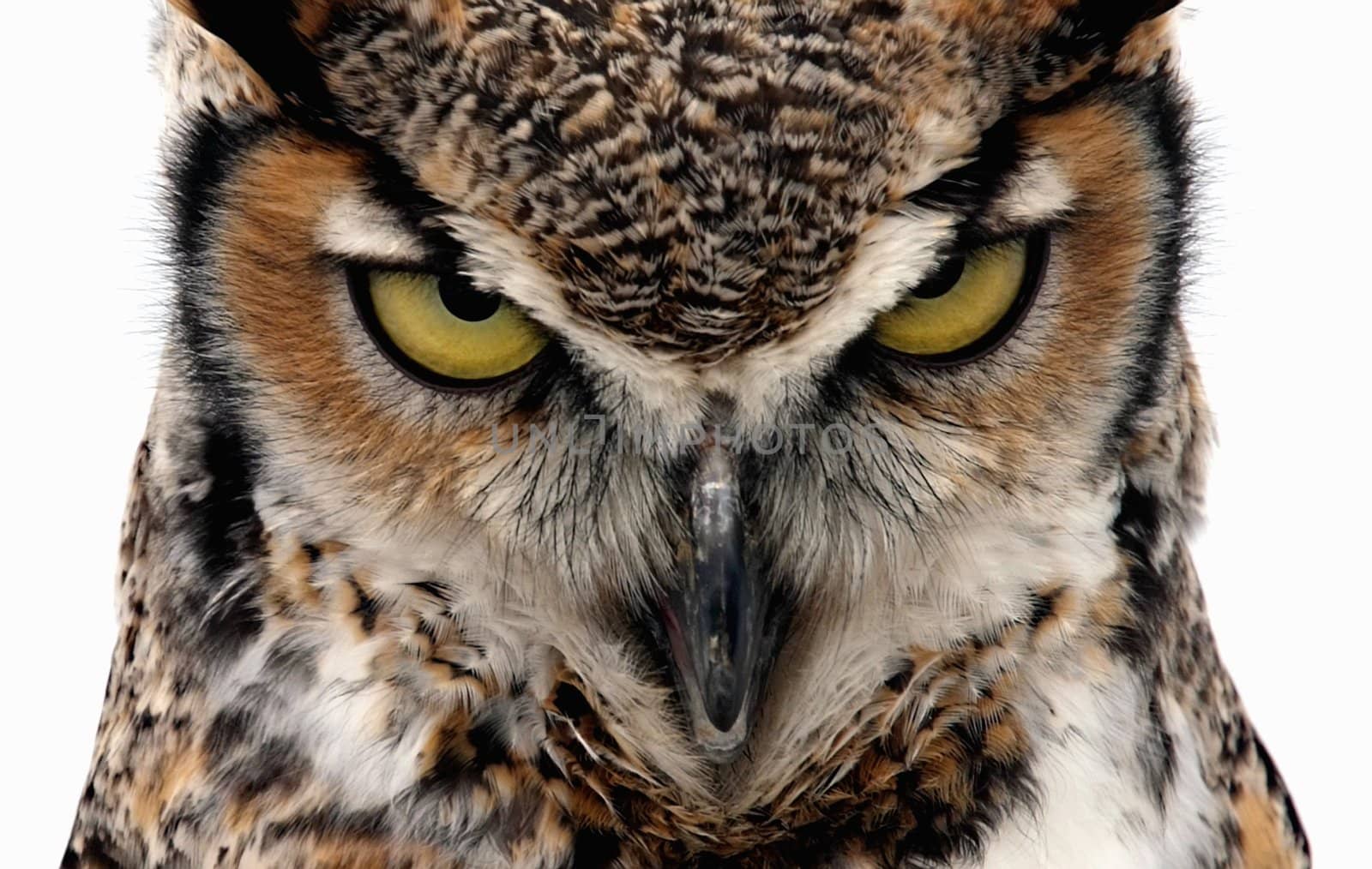 Eagle Owl staring at the camera in a threatening manner. Isolated on white