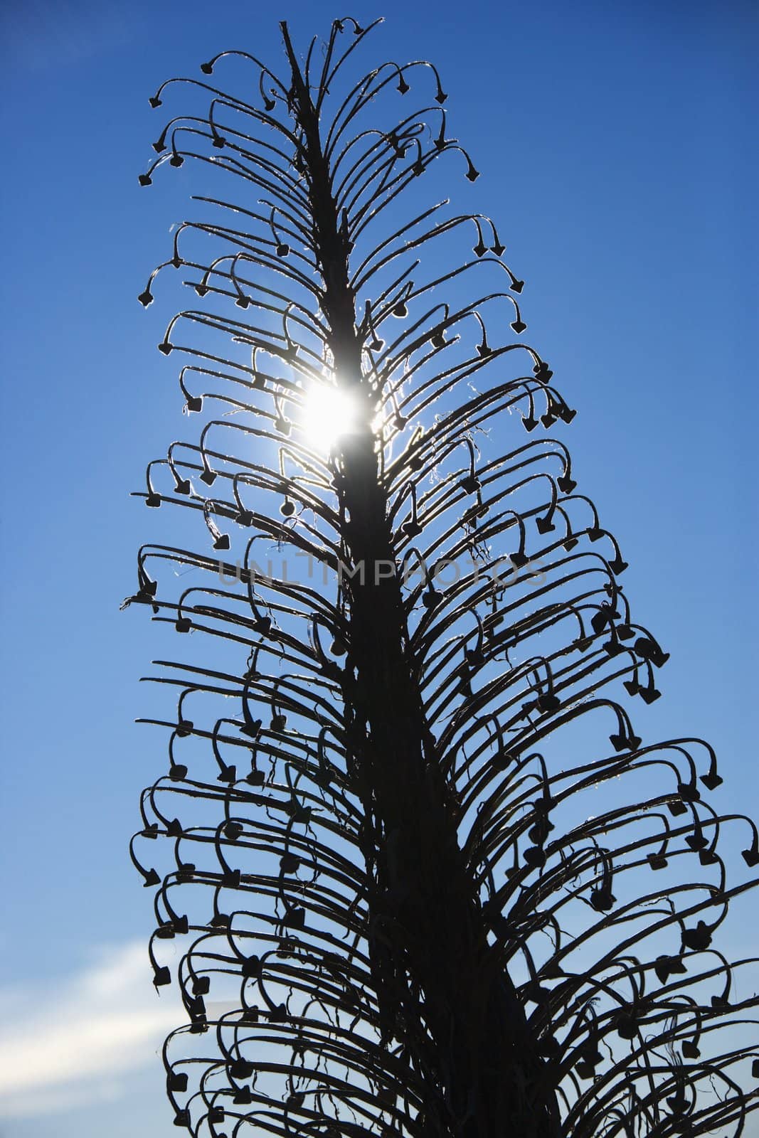 Silversword plant in Haleakala National Park, Maui, Hawaii.