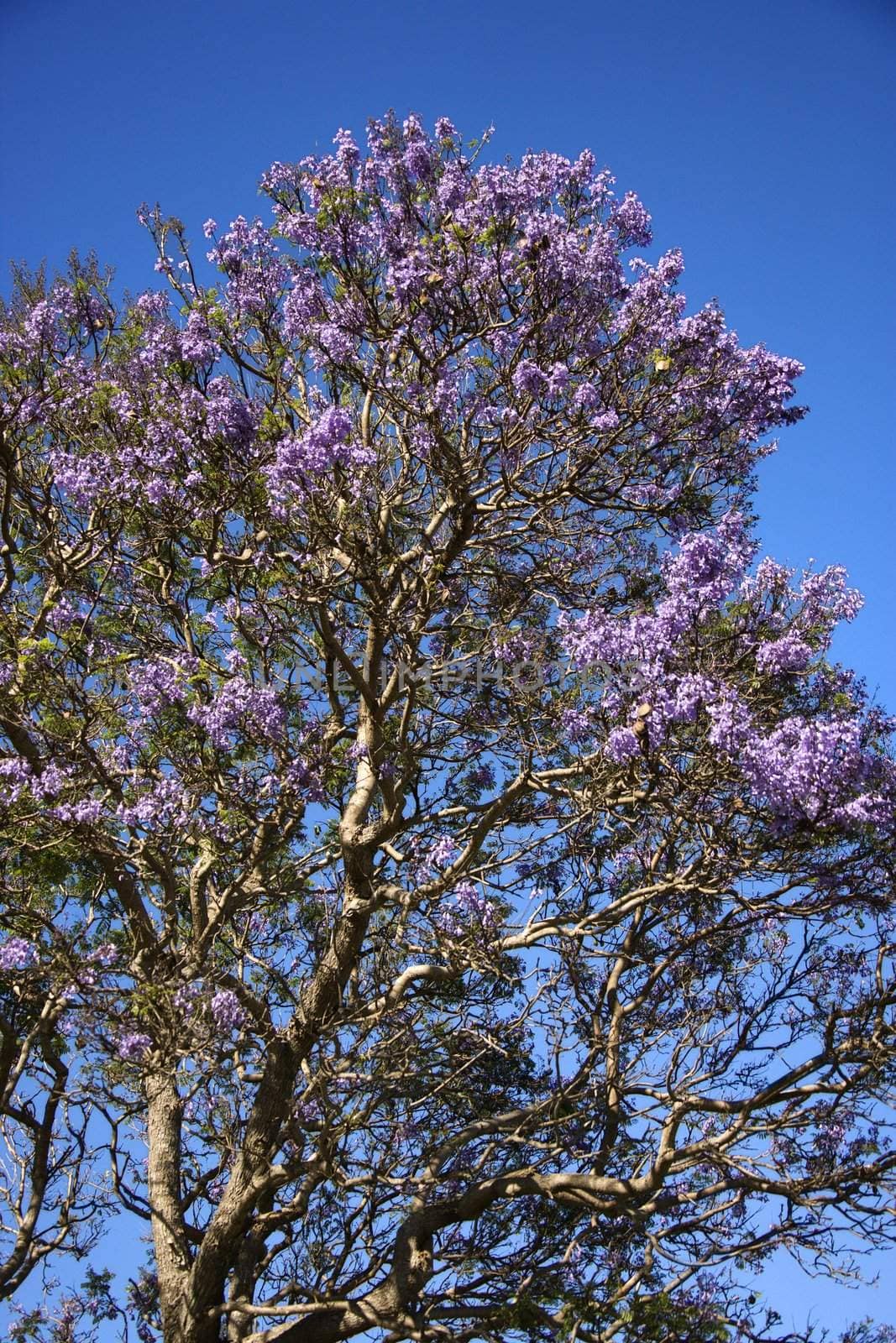 Jacaranda tree blooming with purple flowers against blue sky in Maui, Hawaii.