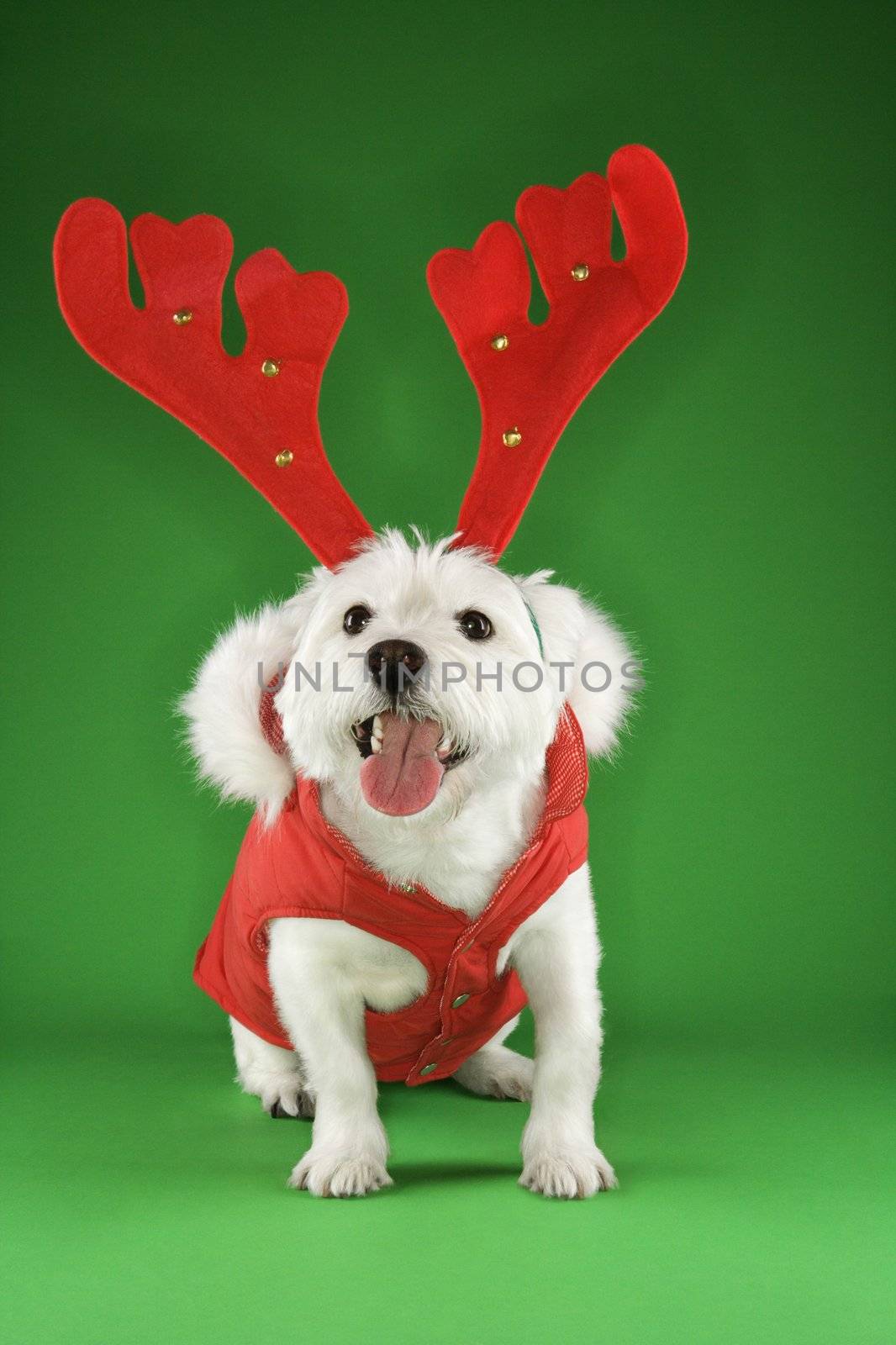 White terrier dog dressed in red coat wearing antlers.