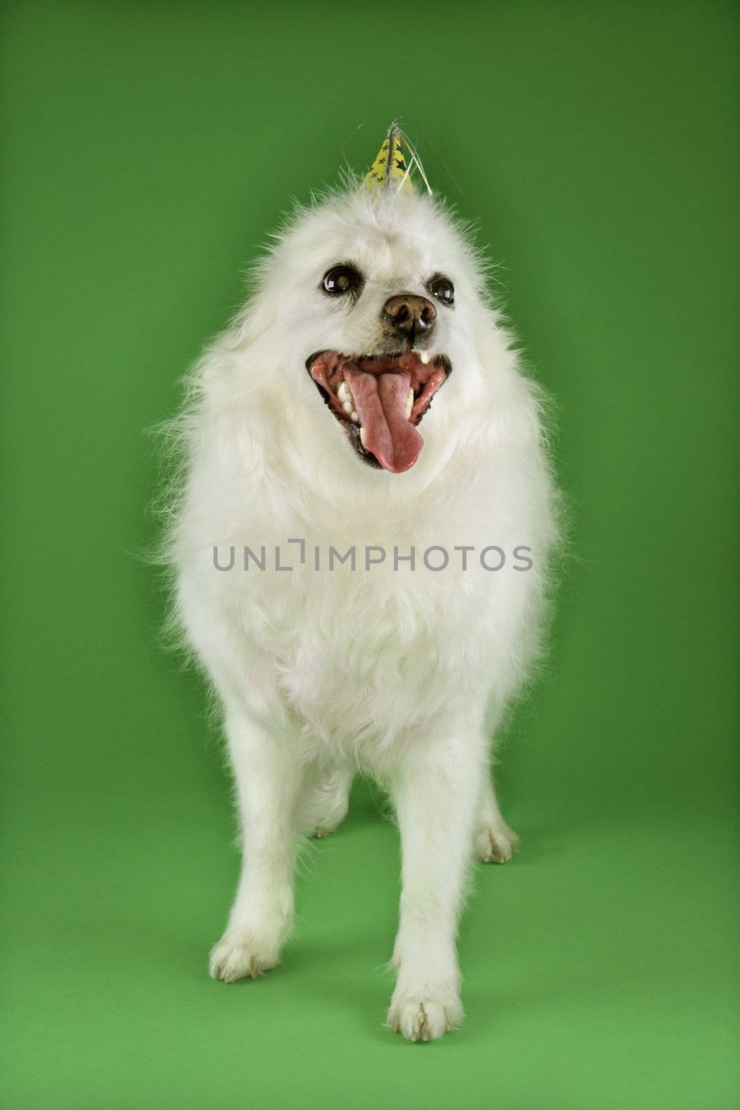 Fluffy white dog wearing party hat.