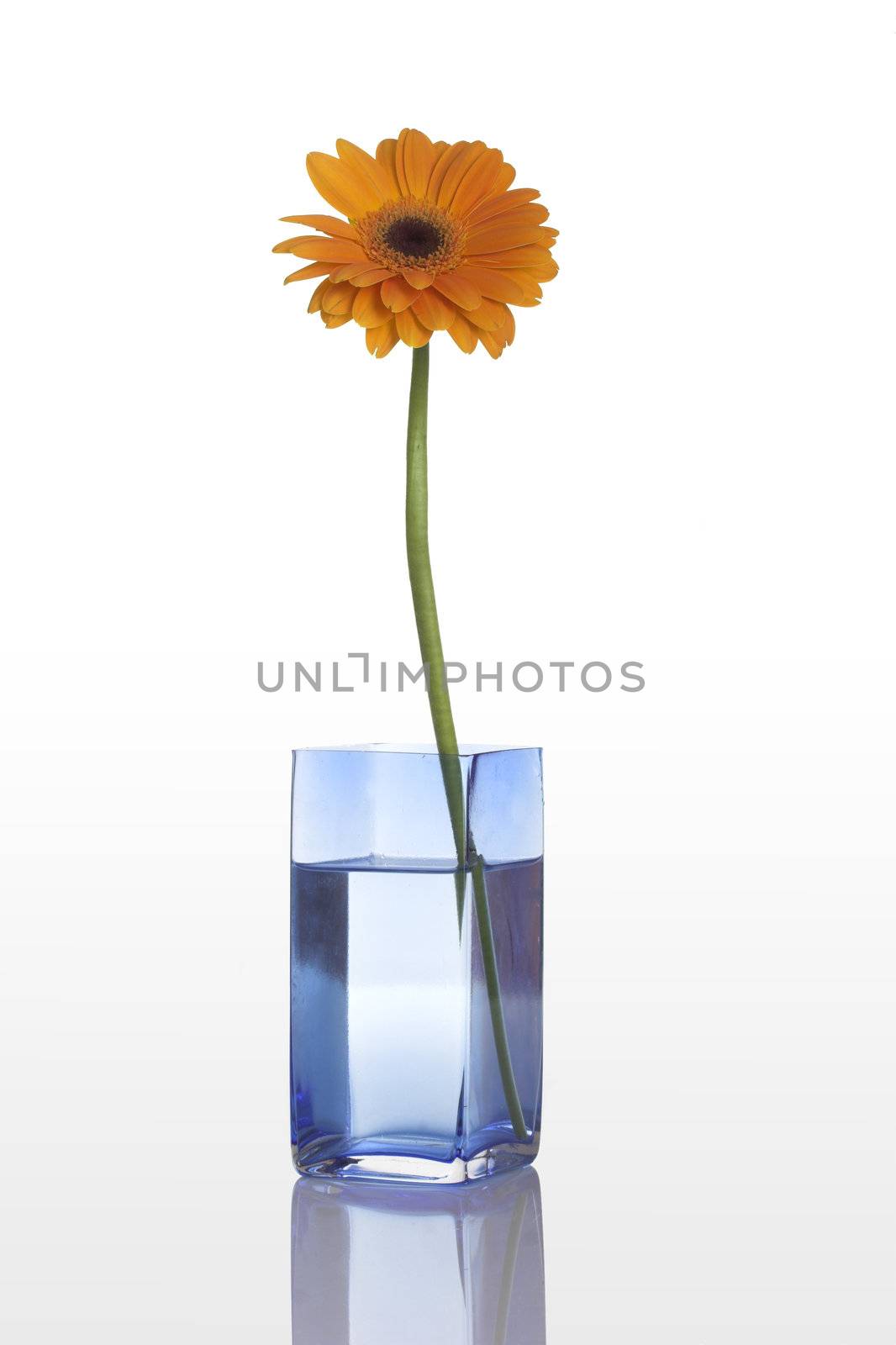 A blue vase with a orange gerbera flower isolated on white background 