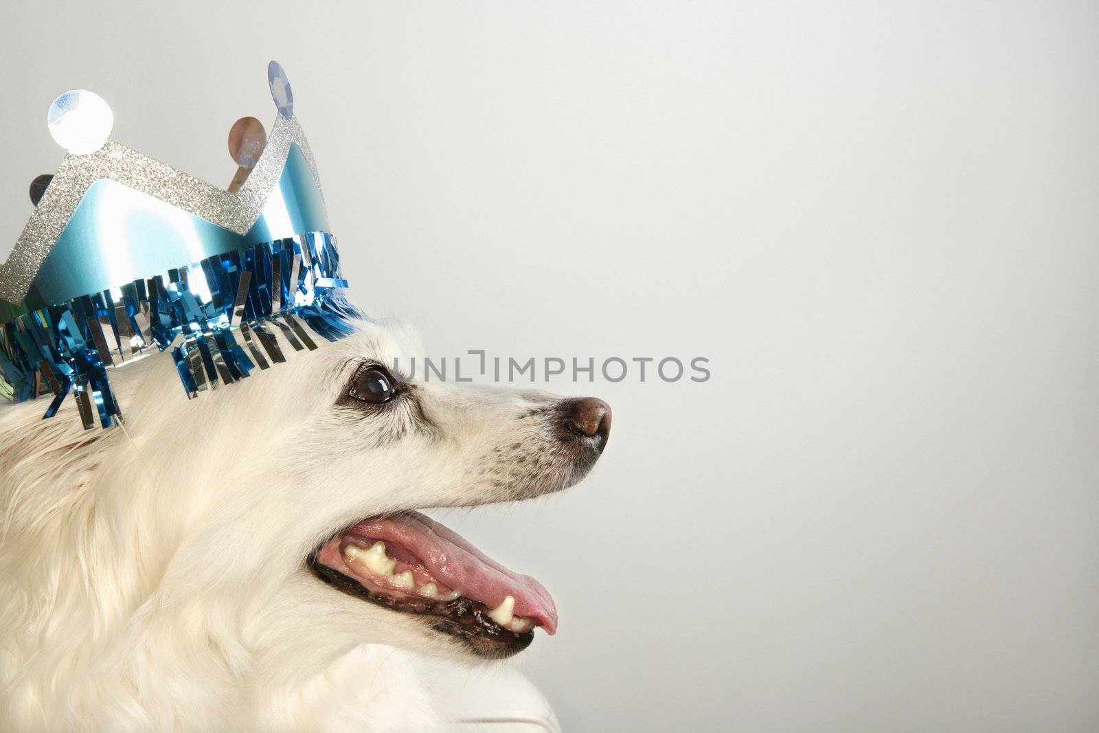 Profile of fluffy white dog wearing paper crown.