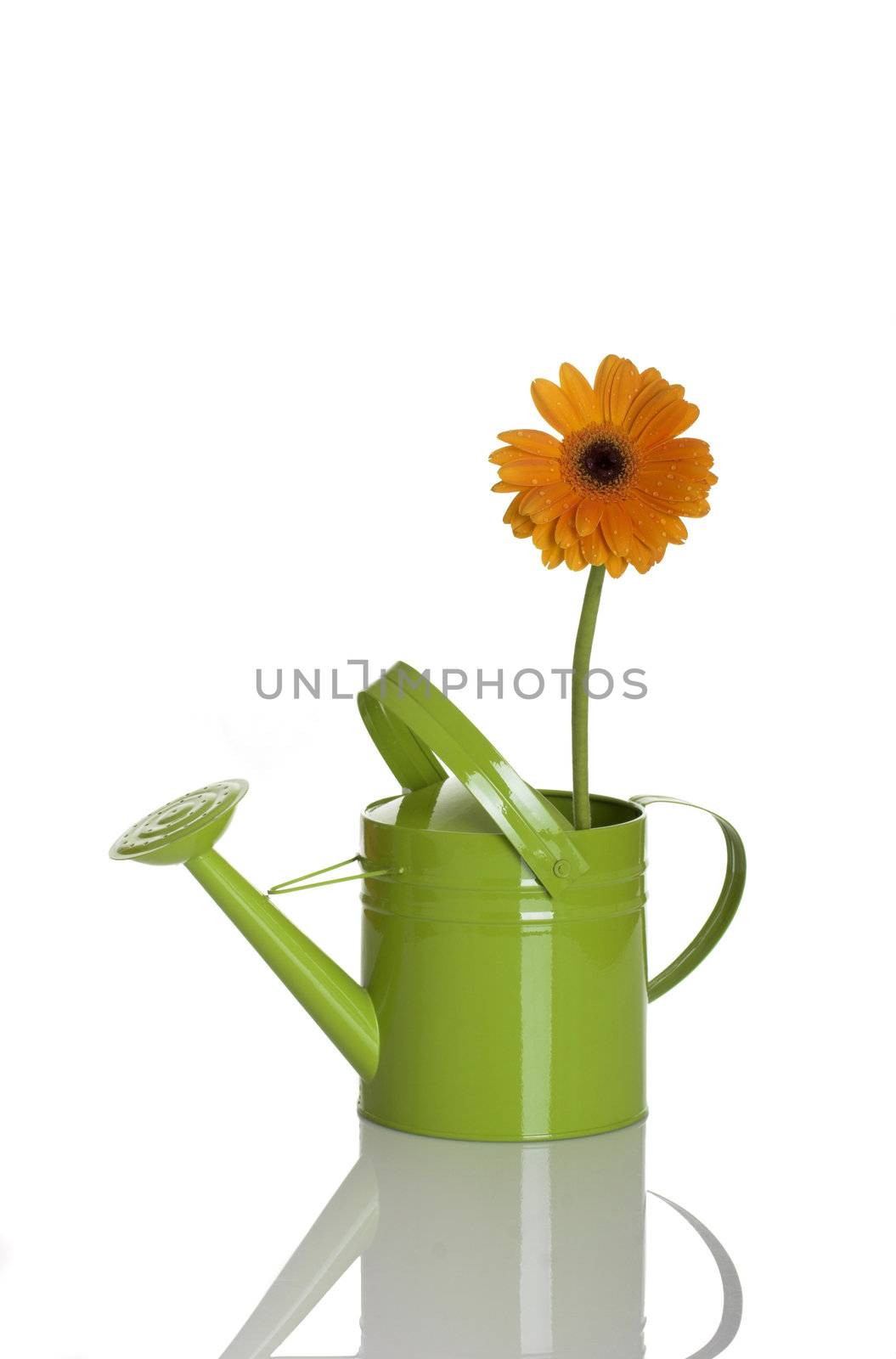 Green watering can with a flower isolated on white
