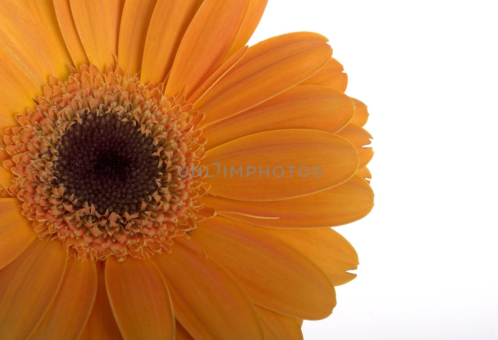 Beautiful orange flower with water drops on a white background