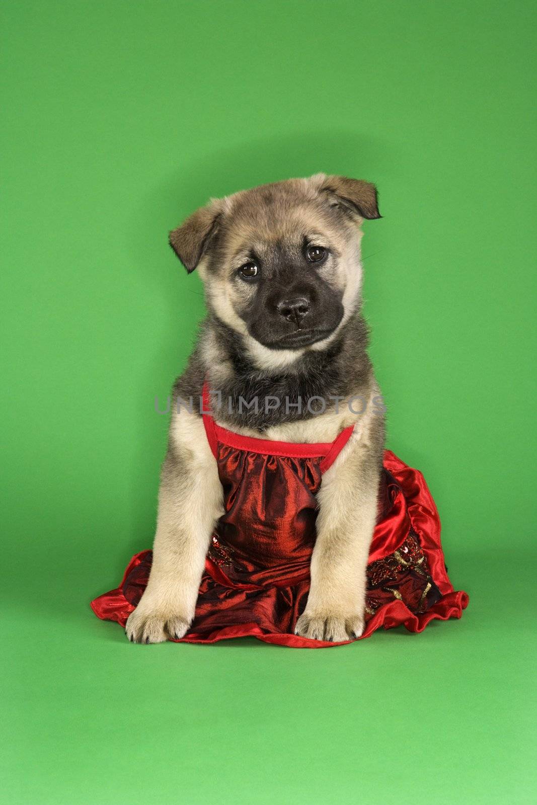 Puppy wearing dress.