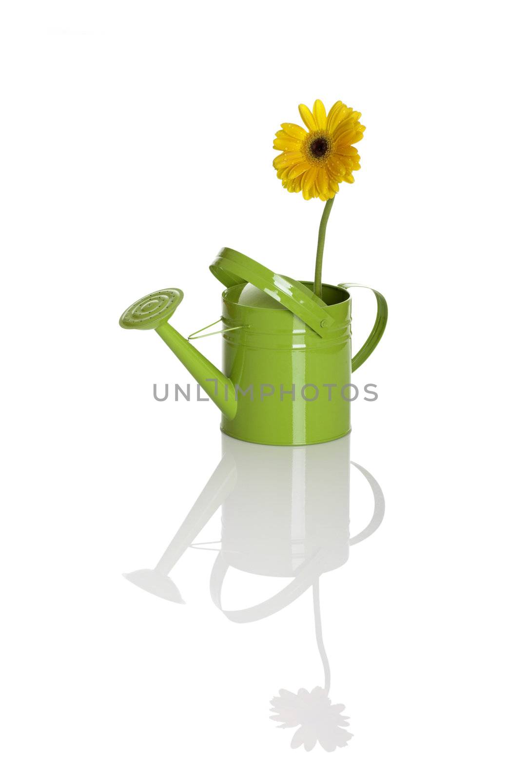 Green watering can with a flower isolated on white