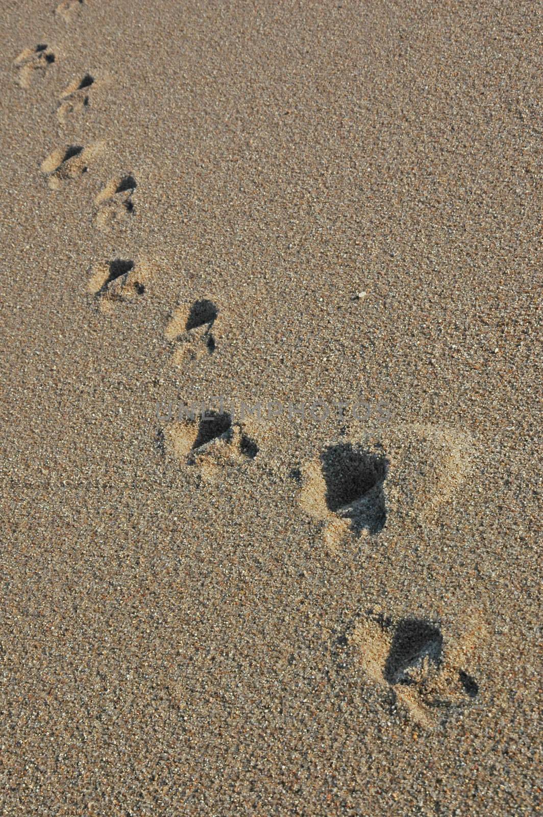 Footprints going over a sand dune by raalves