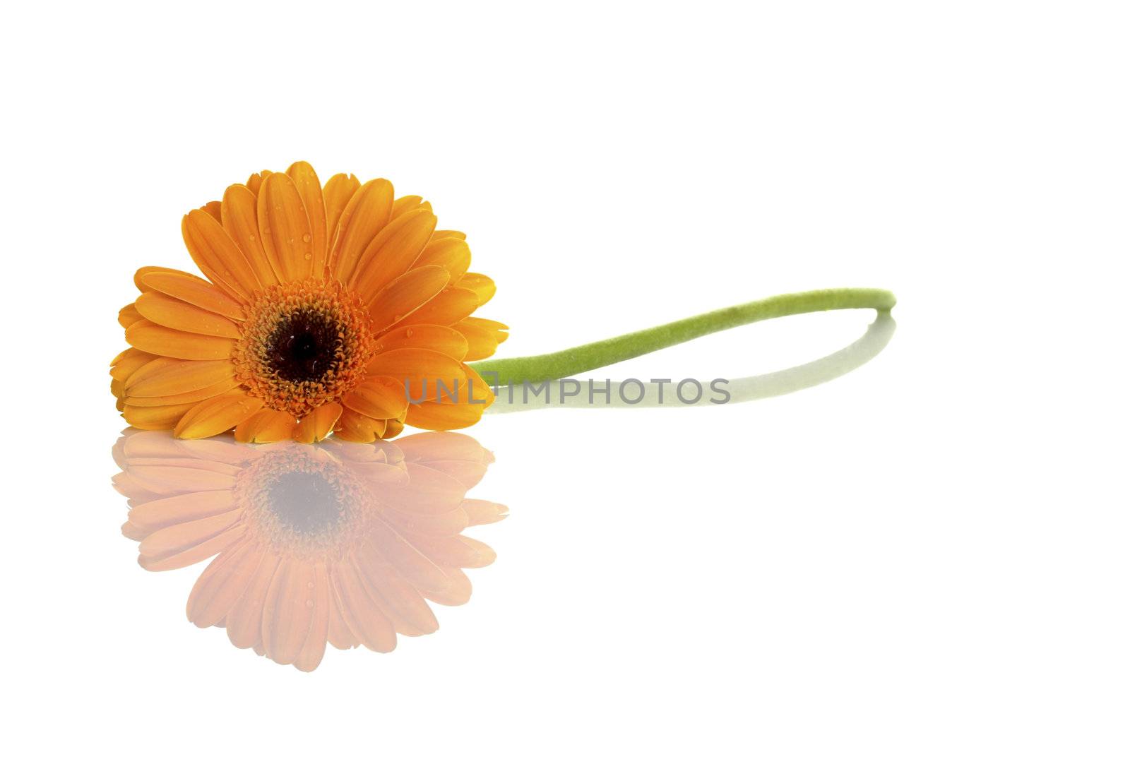 Beautiful orange flower with water drops on a white background