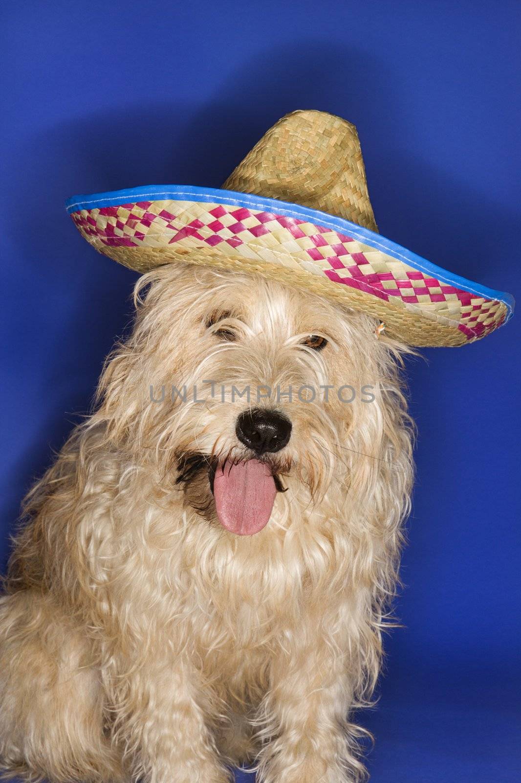 Fluffy brown dog wearing Mexican sombrero.