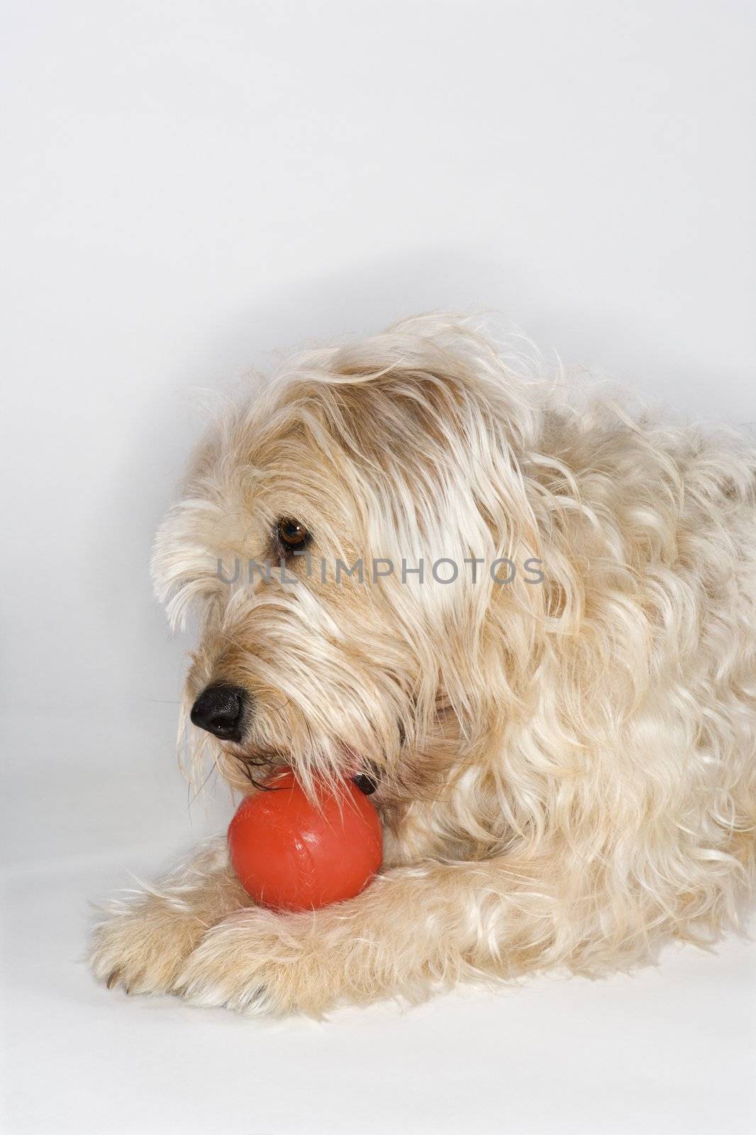 Fluffy brown dog playing with red ball.