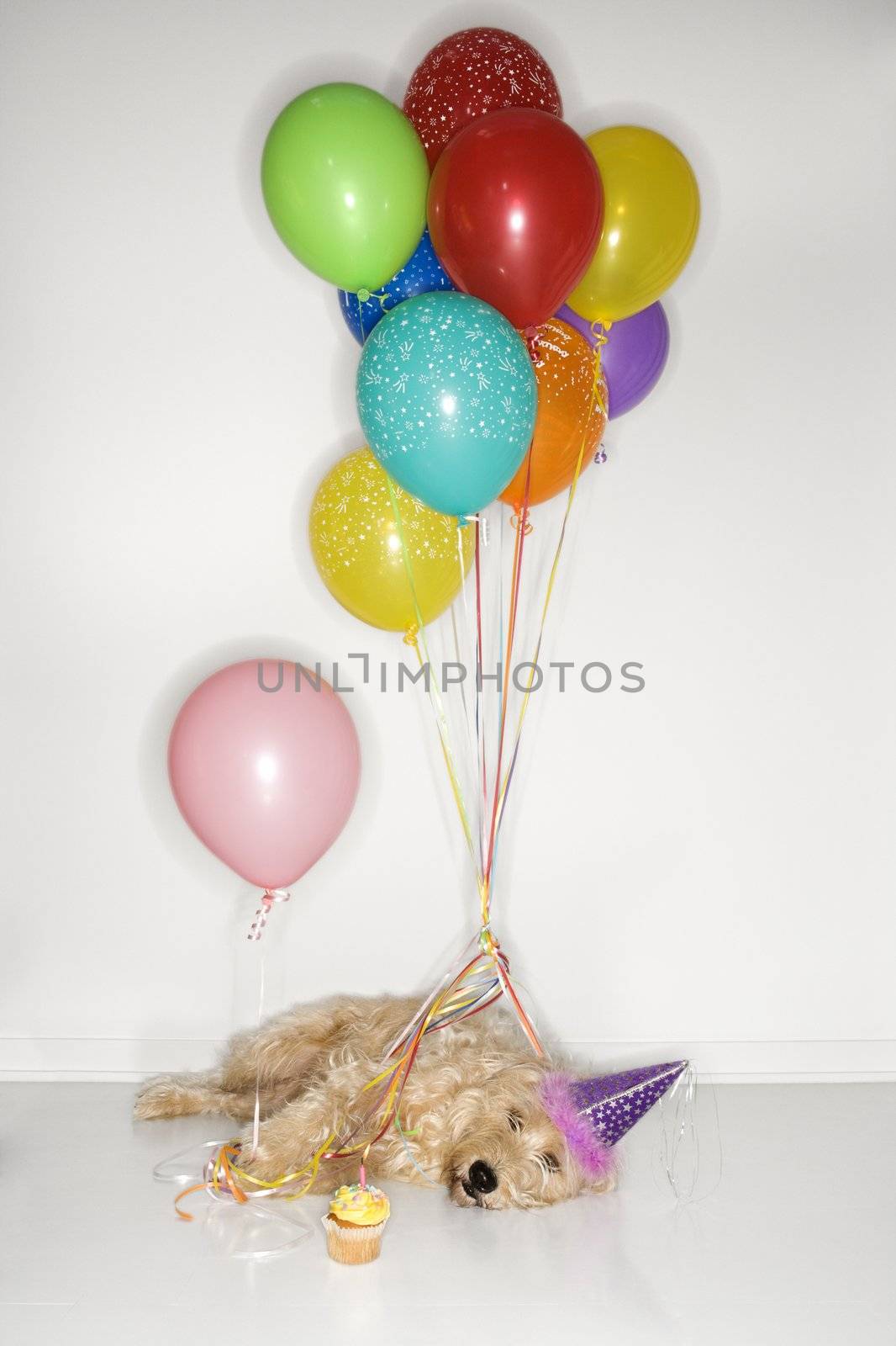 Fluffy brown dog passed out wearing party hat with cupcake and balloons.