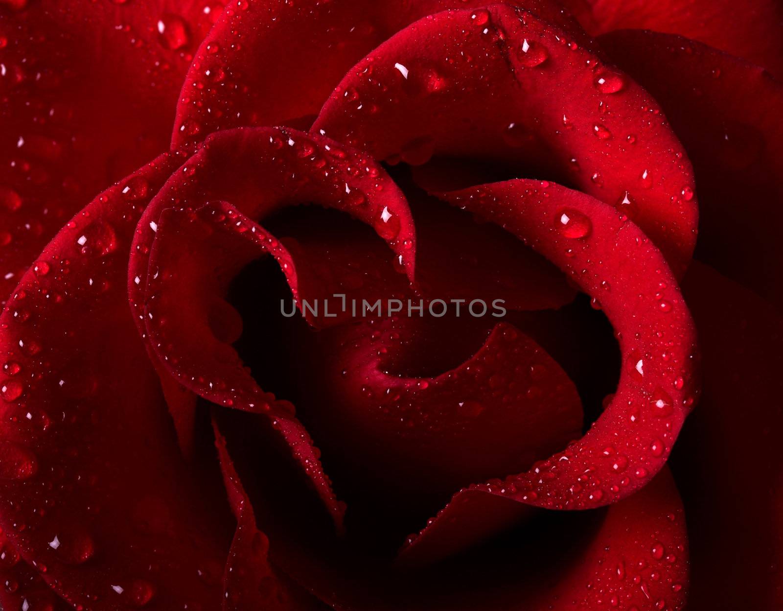 Red rose by Iko