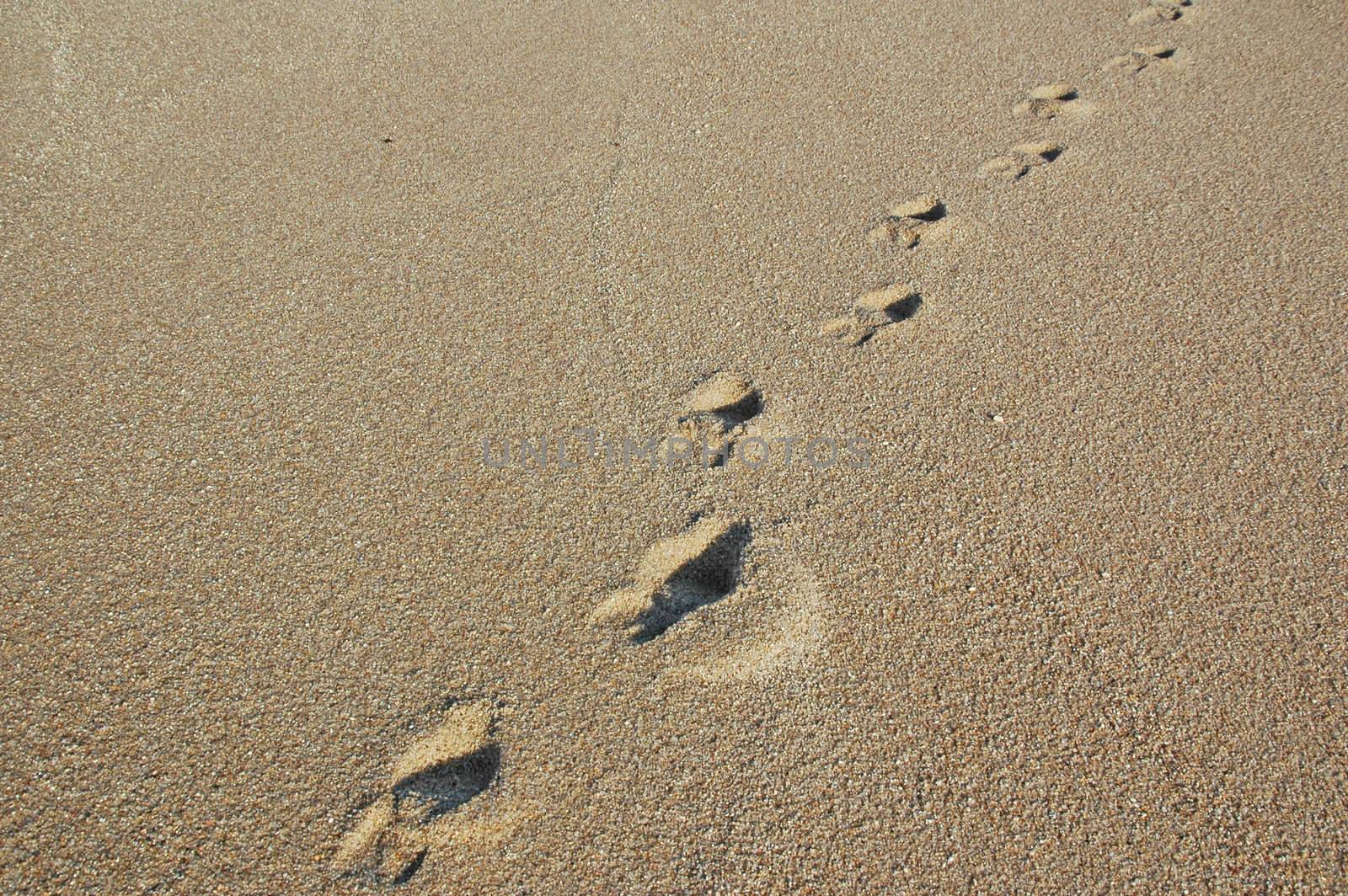 Footprints going over a sand dune